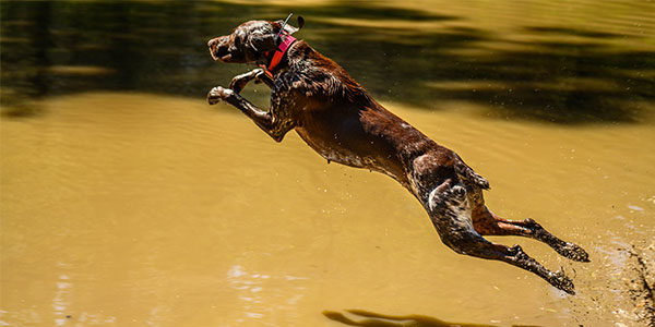 bird dog heat exhaustion