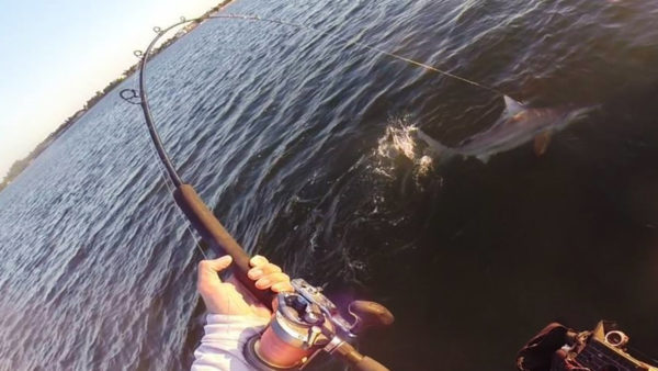 Ladder shark fighting