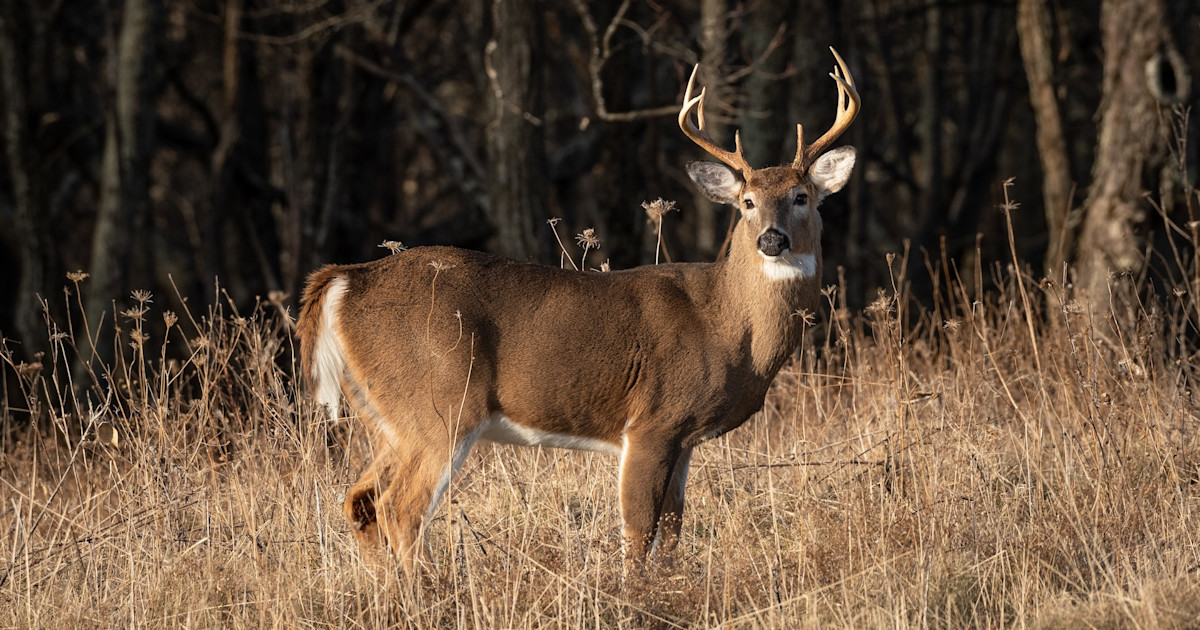 Missouri Bows to Hunter Pressure, Discontinues Targeted CWD Deer Removal Program Missouri Bows to Hunter Pressure, Discontinues Targeted CWD Deer Removal Program