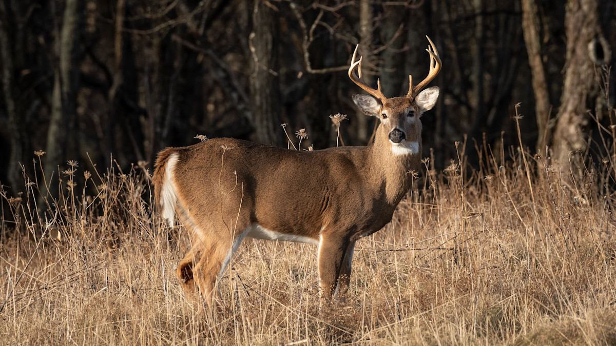 Missouri Bows to Hunter Pressure, Discontinues Targeted CWD Deer Removal Program