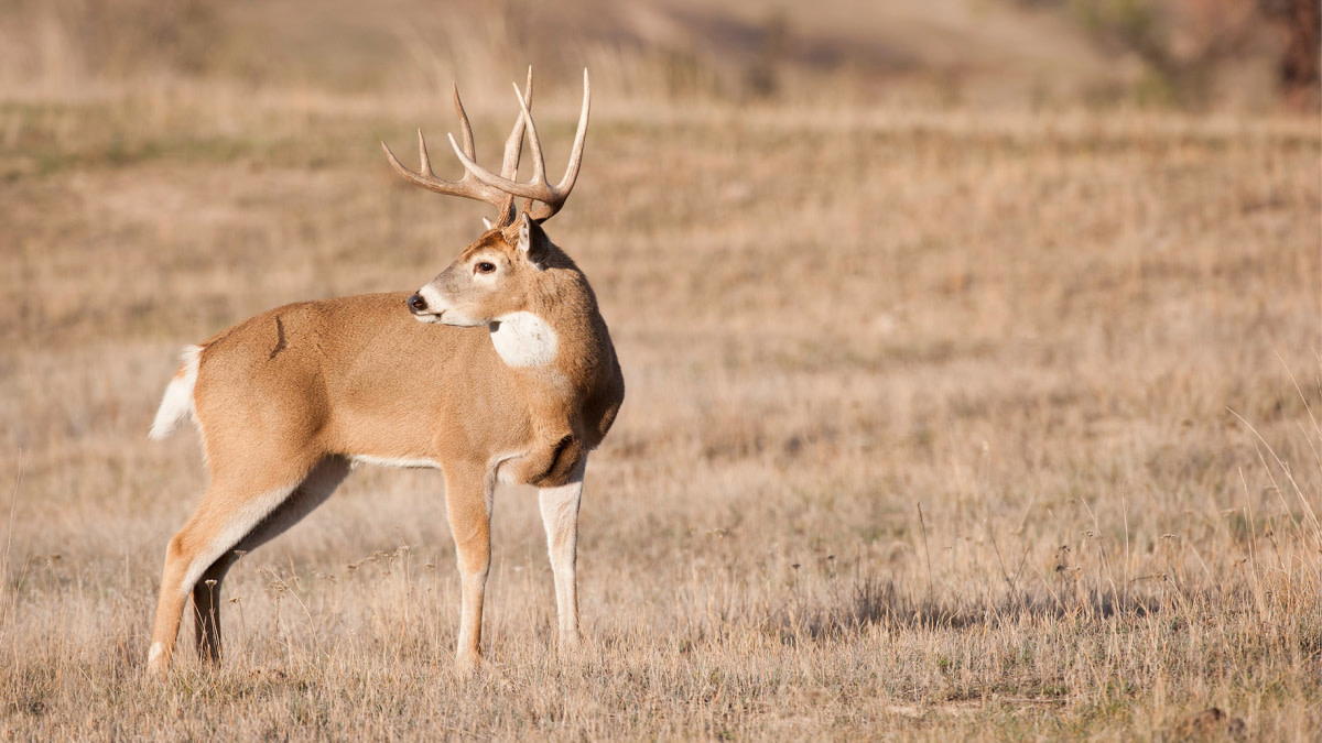 Make Noises to Attract Deer