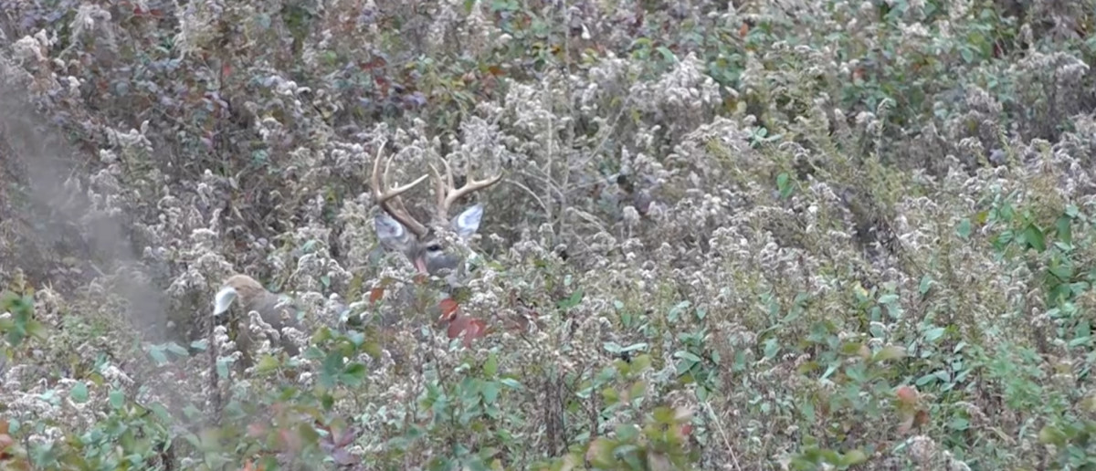 Passing A Big Ohio 9 Pointer – #WiredToHuntWeekly 26