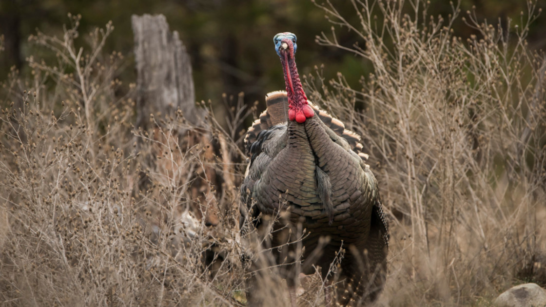 Turkey & Turkey Hunting — Find It on a Newsstand Near You! - Turkey and  Turkey HuntingTurkey and Turkey Hunting