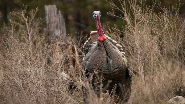 How to Locate Turkeys