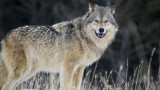 Idaho Passes Bill to Kill 90% of Wolves