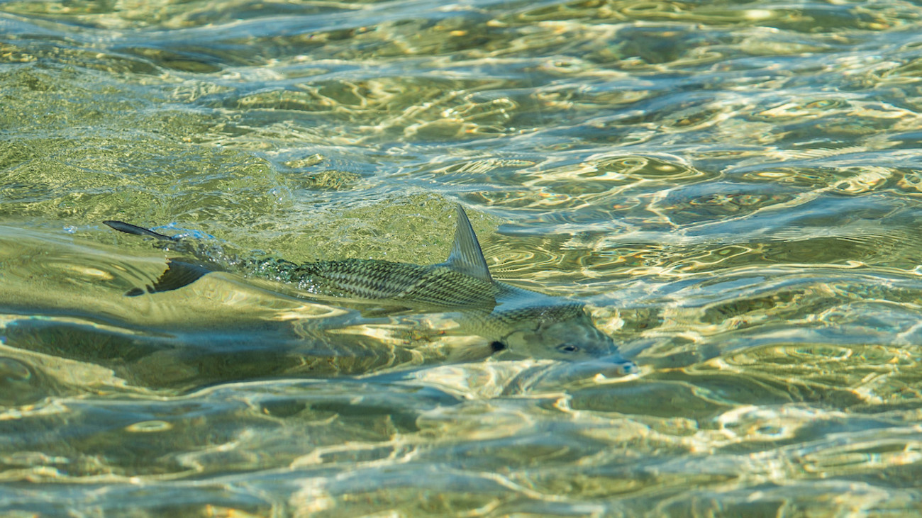 Tweaker Island: Meth Heads, Tiger Sharks and Big Hawaiian Bonefish ...