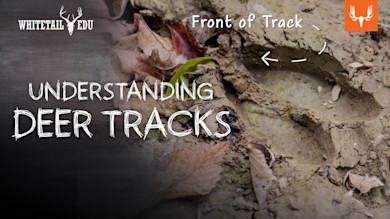 Understanding Deer Tracks