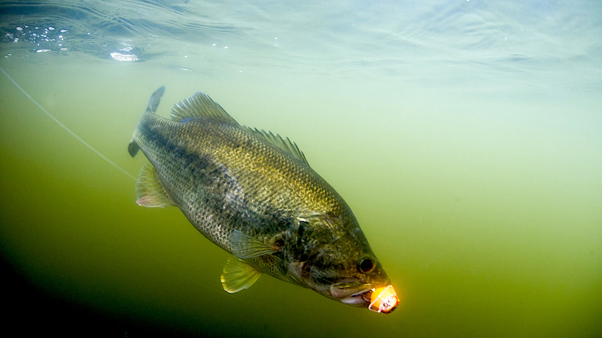 Choose The Best Diving Crankbaits For Cold Water