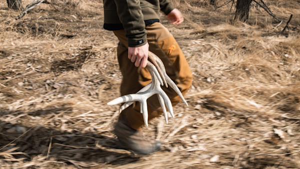 Why Right Now is the Best Time to Shed Hunt Public Land