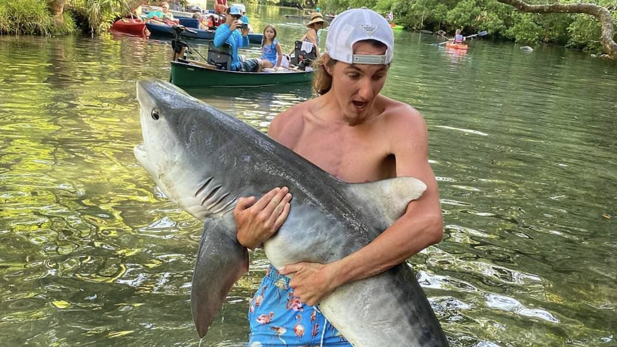 Florida Men Face Charges for Dragging Tiger Shark Upriver