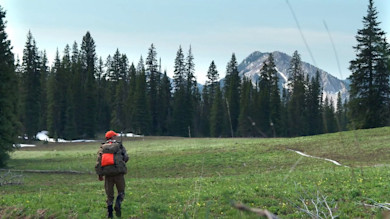 Hunter with rifle and orange cap walking across meadow toward pine forest and mountain