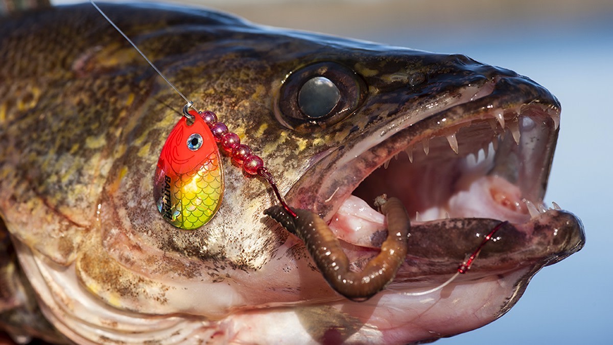 How to Catch Spawning Walleye