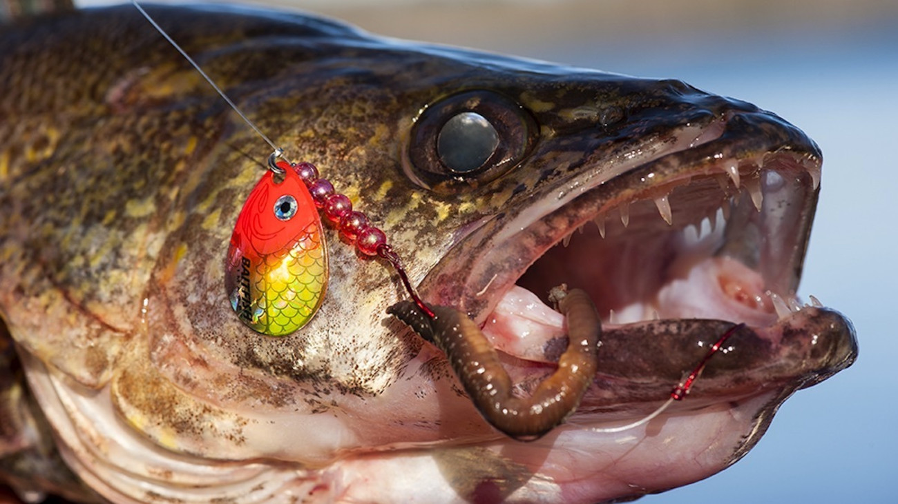 How to Catch Spawning Walleye