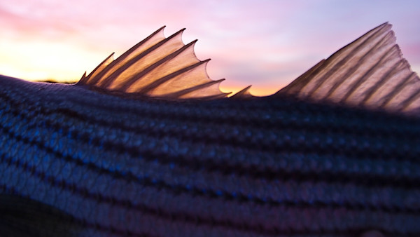 How to Catch Spring Striped Bass