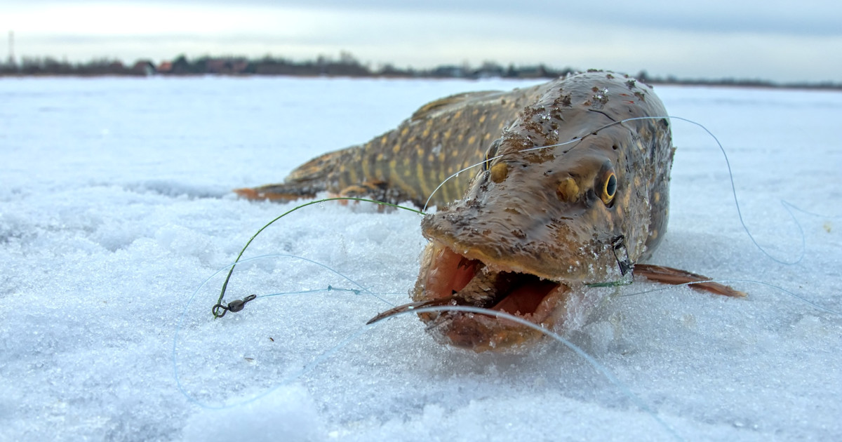 Dead or Alive: How to Catch More Fish With Live and Dead Baits Through The Ice Dead or Alive: How to Catch More Fish With Live and Dead Baits Through The Ice
