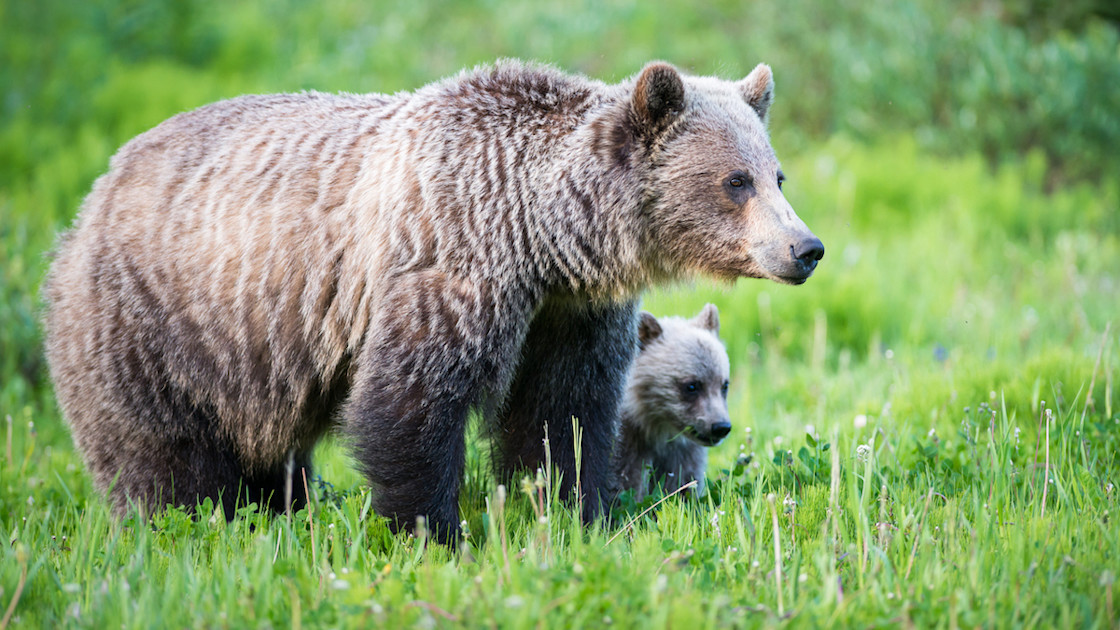 Woman Dies Near Yellowstone in First Grizzly Attack of 2023 MeatEater