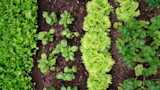 Top-down view of garden beds with rows of lettuce, basil, and parsley