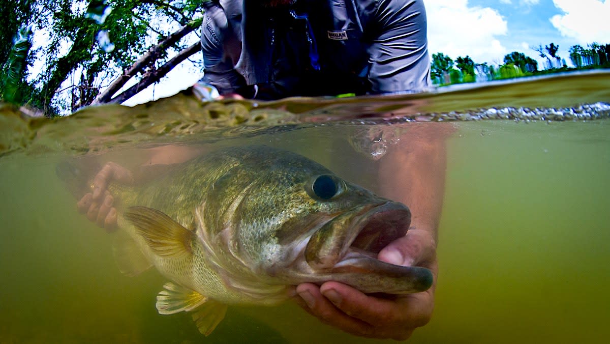 Up a Creek without a Paddle: Summer Wading for Bass and Panfish