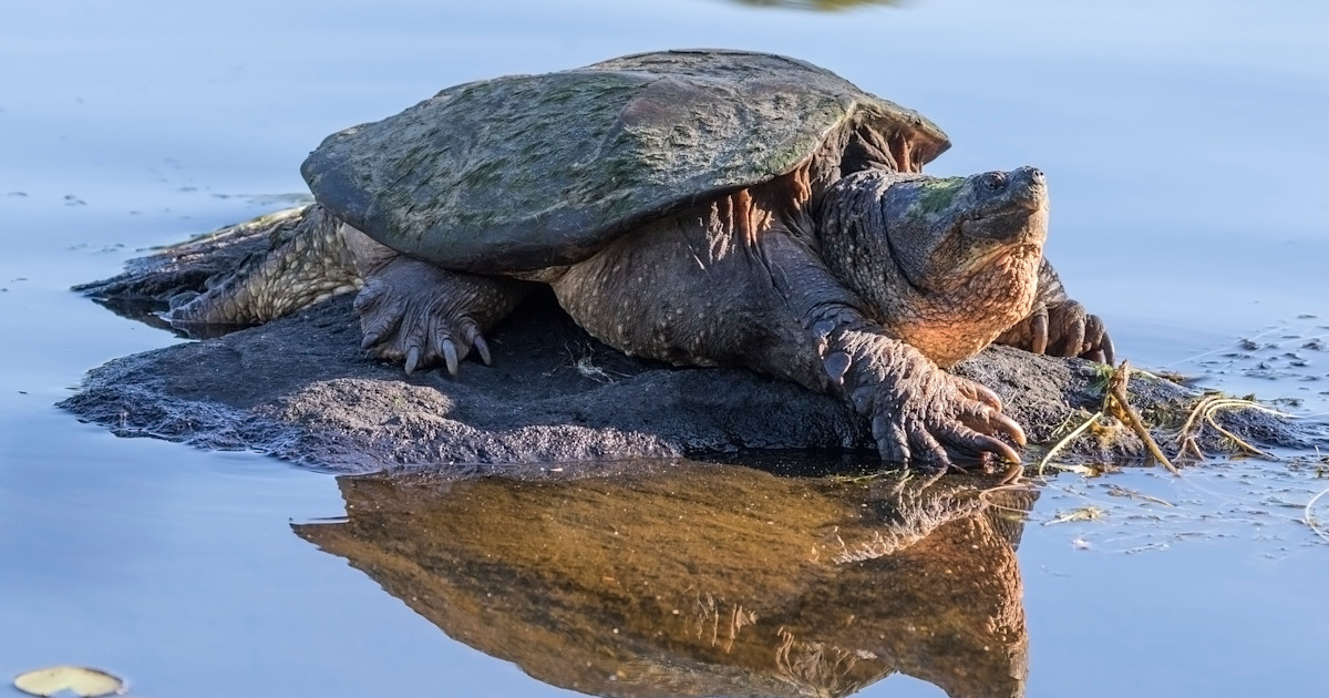 How to Catch, Clean, and Eat Snapping Turtle | MeatEater Fishing