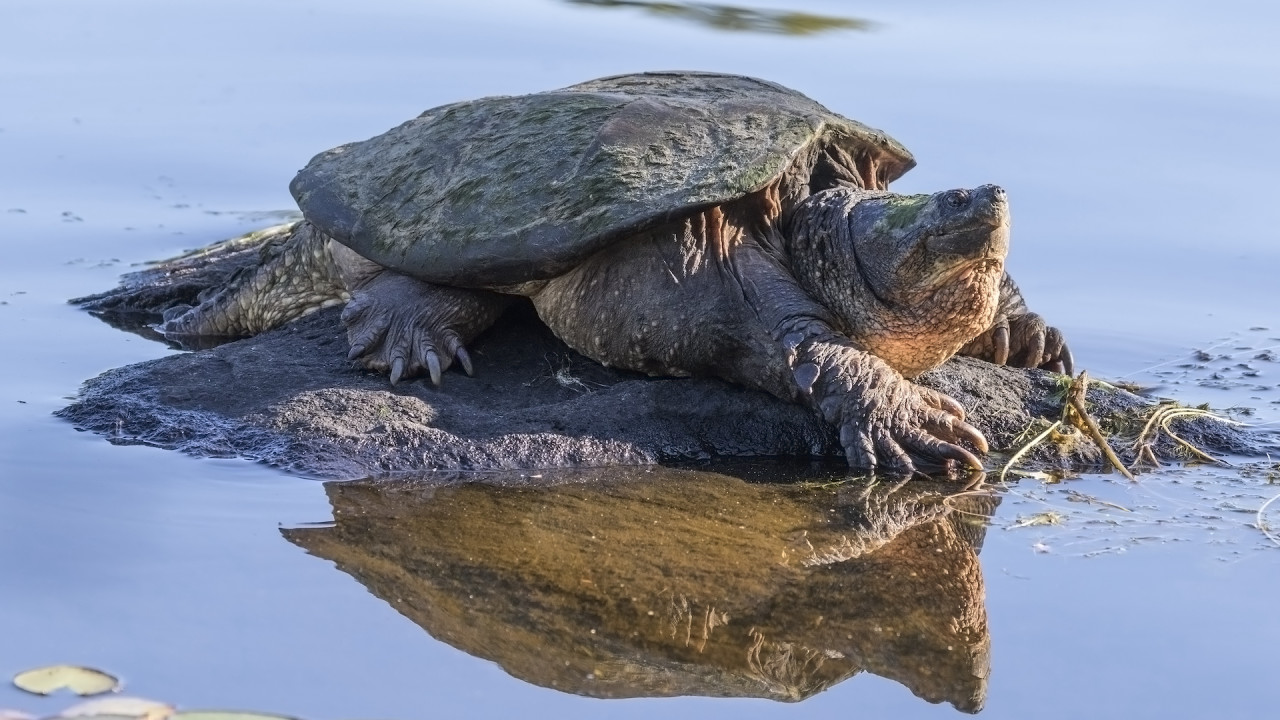 common snapping turtle in water