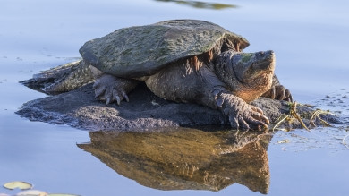 How to Catch, Clean, and Eat Snapping Turtle