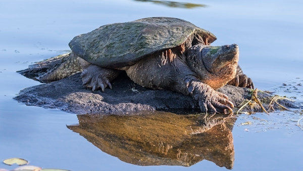 How to Catch, Clean, and Eat Snapping Turtle