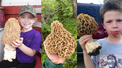 10 of the Biggest Morel Mushrooms Ever Found