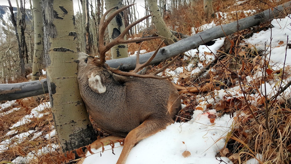 Mule Deer Buck, late autumn snow For sale as Framed Prints, Photos