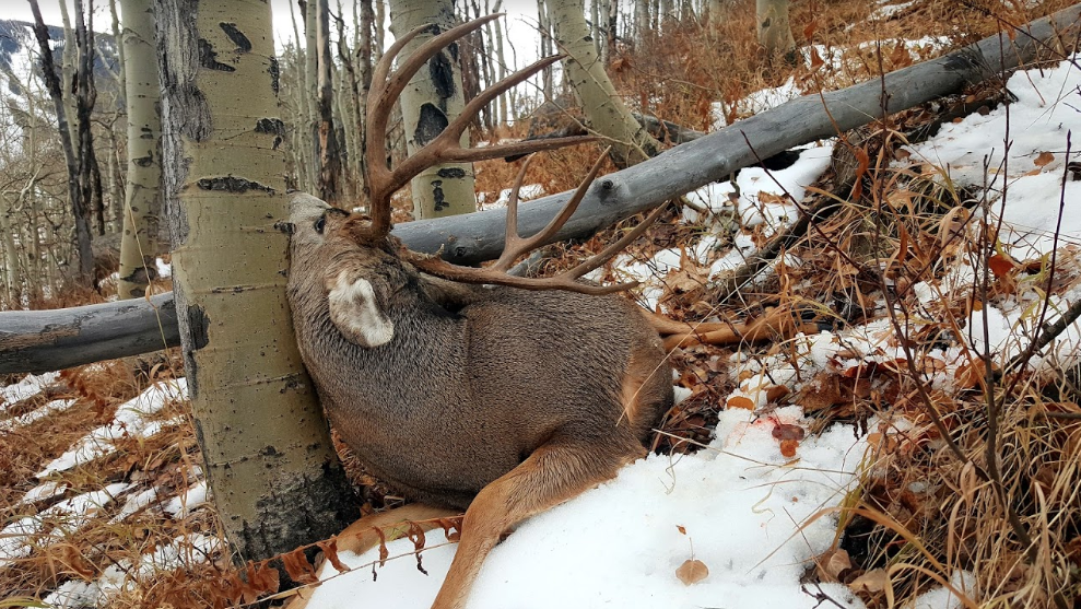 A mule deer buck found it's final location amongst the aspens. 