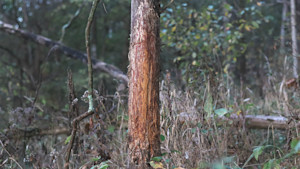 The Art of Observation (for Deer Hunters) | MeatEater Wired To Hunt