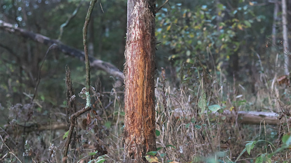 Are Big Rubs Made by Big Bucks?