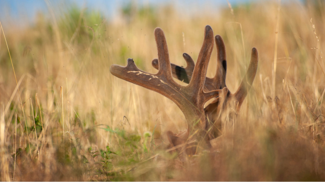 A Well-Balanced Diet Year-Round Is Key in Supporting Antler Growth