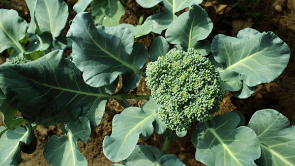 How to Grow Broccoli
