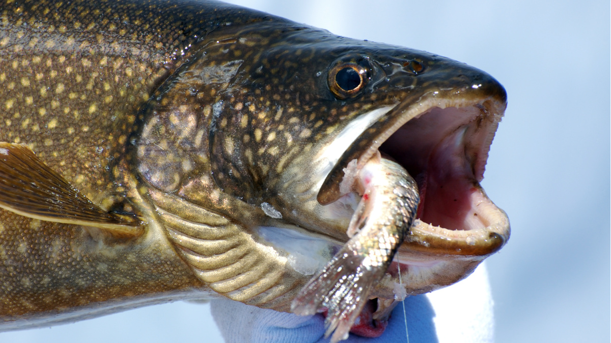 Best lure deals for lake trout