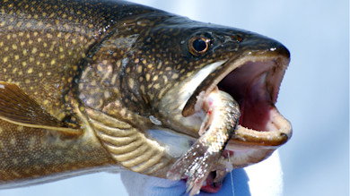 How to Ice Fish for Lake Trout