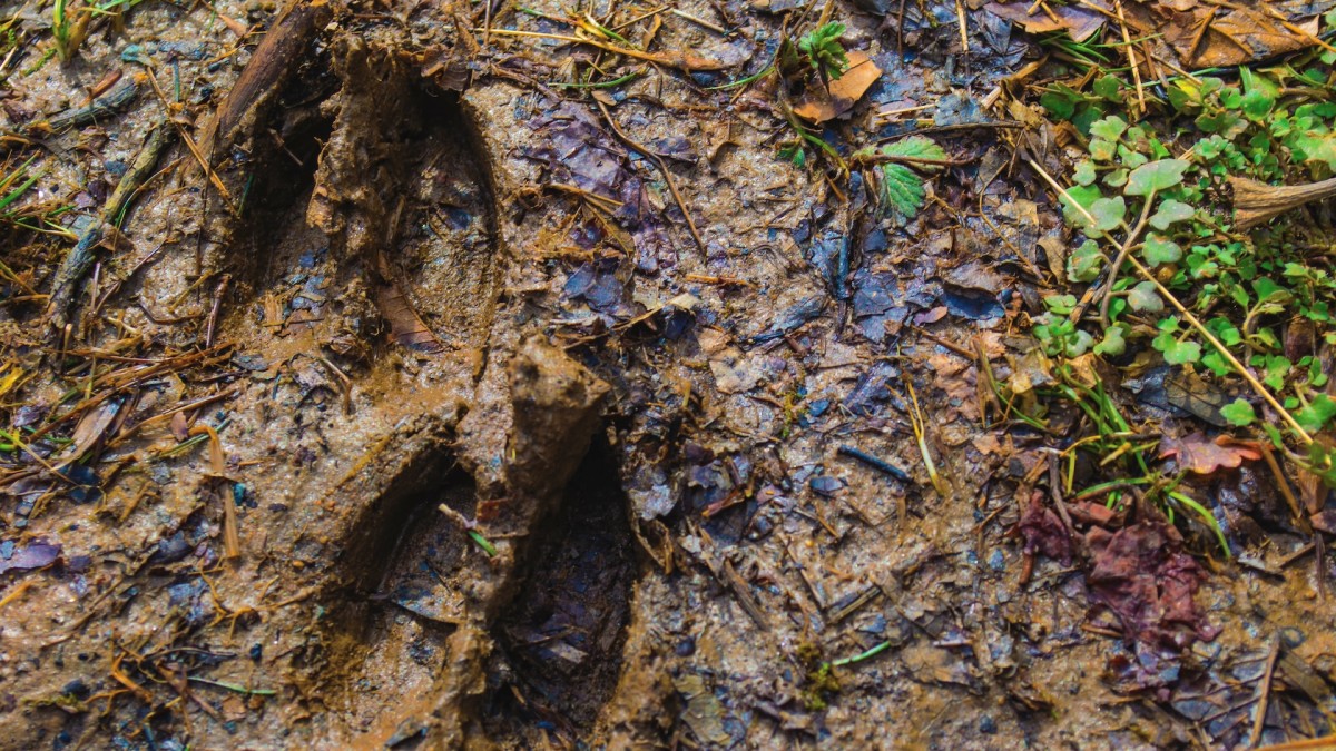 How to Track a Buck on Bare Ground