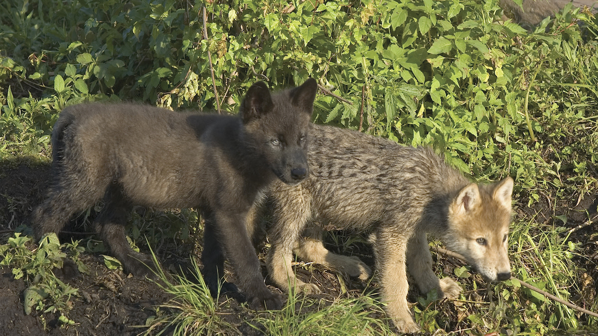 Federal Agents Kill 8 Wolf Pups "Adopted" by Idaho High Schoolers