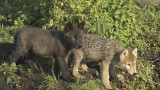Federal Agents Kill 8 Wolf Pups "Adopted" by Idaho High Schoolers
