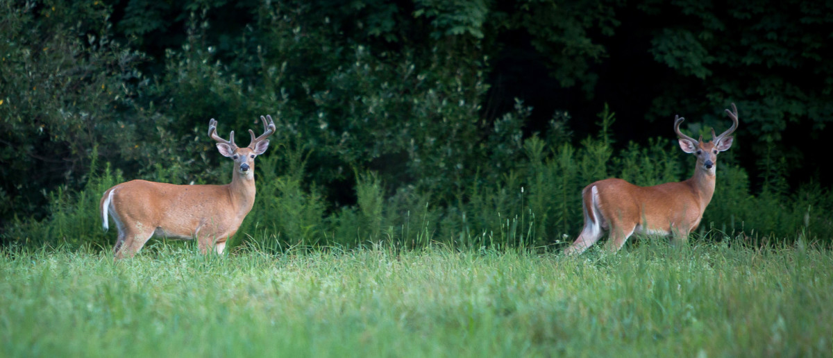 8 Reasons Why You and I Love Whitetail Deer