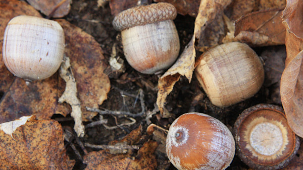 The Truth About Fertilizing Oak Trees