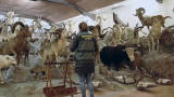 Photos: Authorities Seize $31 Million Taxidermy Collection in Mysterious Raid