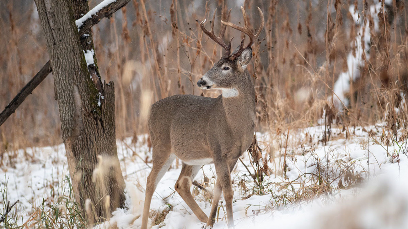 How to Whitetail Hunt the Big Woods After the Rut