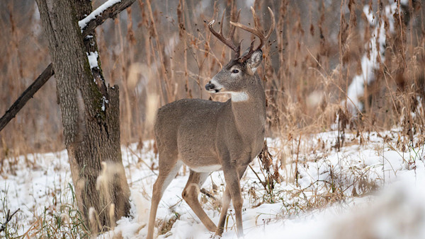 How to Whitetail Hunt the Big Woods After the Rut