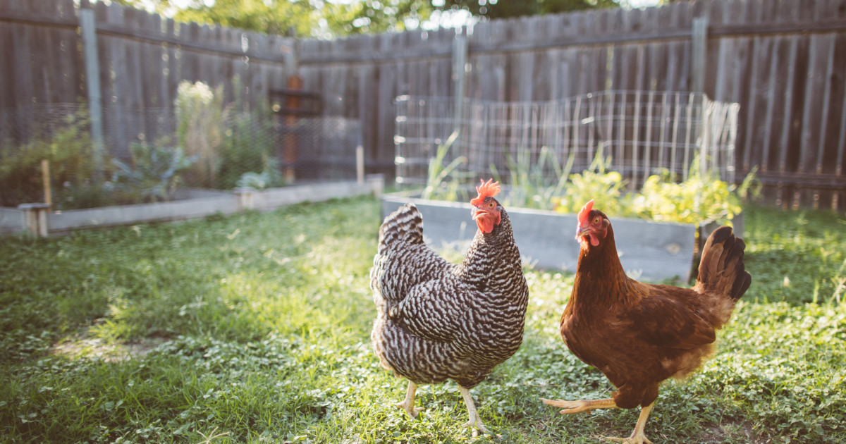5 Common Misconceptions About Homesteading | Wild + Whole – MeatEater
