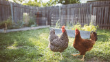 5 Common Misconceptions About Homesteading