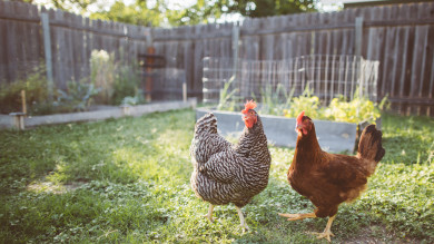 5 Common Misconceptions About Homesteading