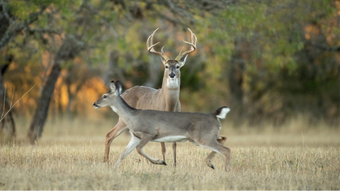 What the CWD Bill Means for Deer and Deer Hunters | MeatEater Wired To Hunt