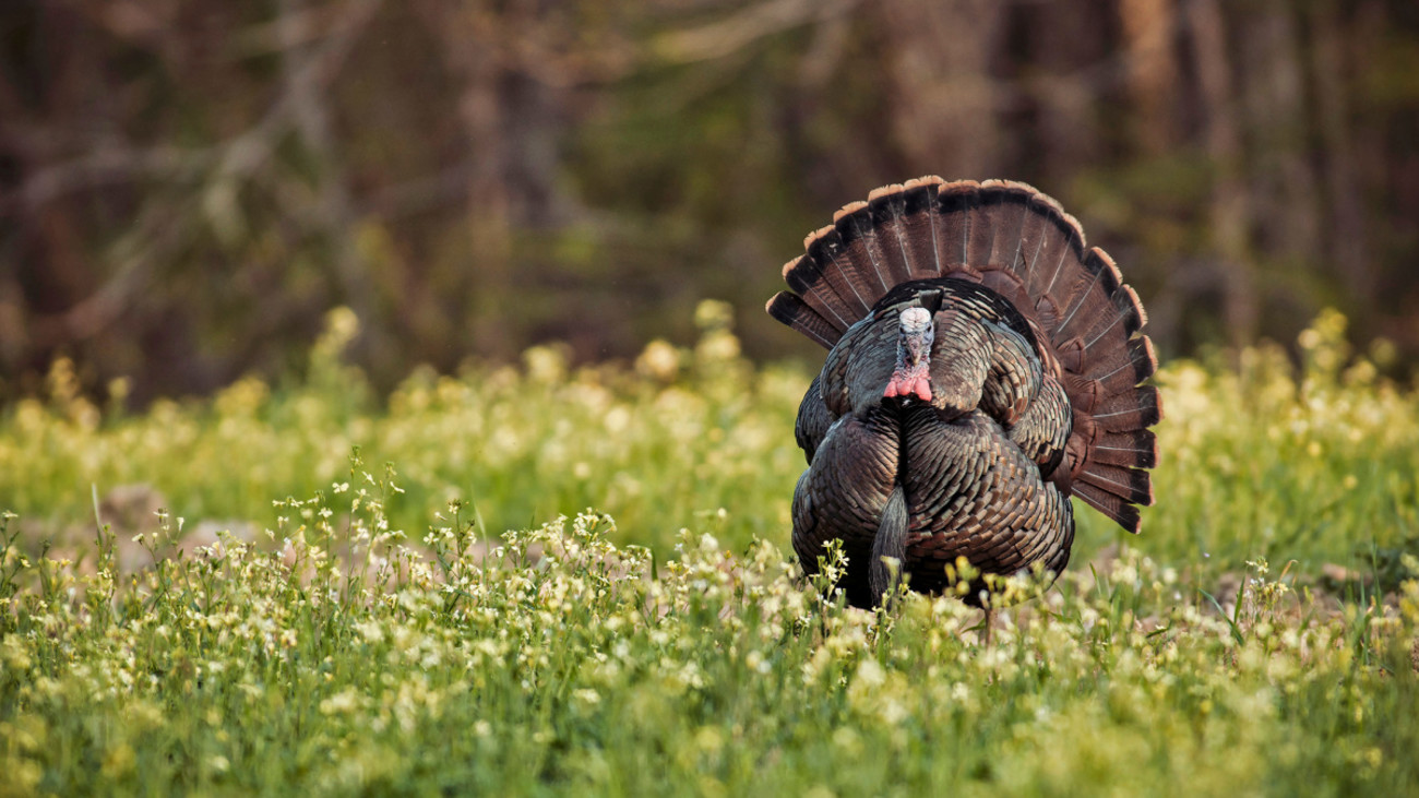 A New Silent Spring: Where are the Turkeys?