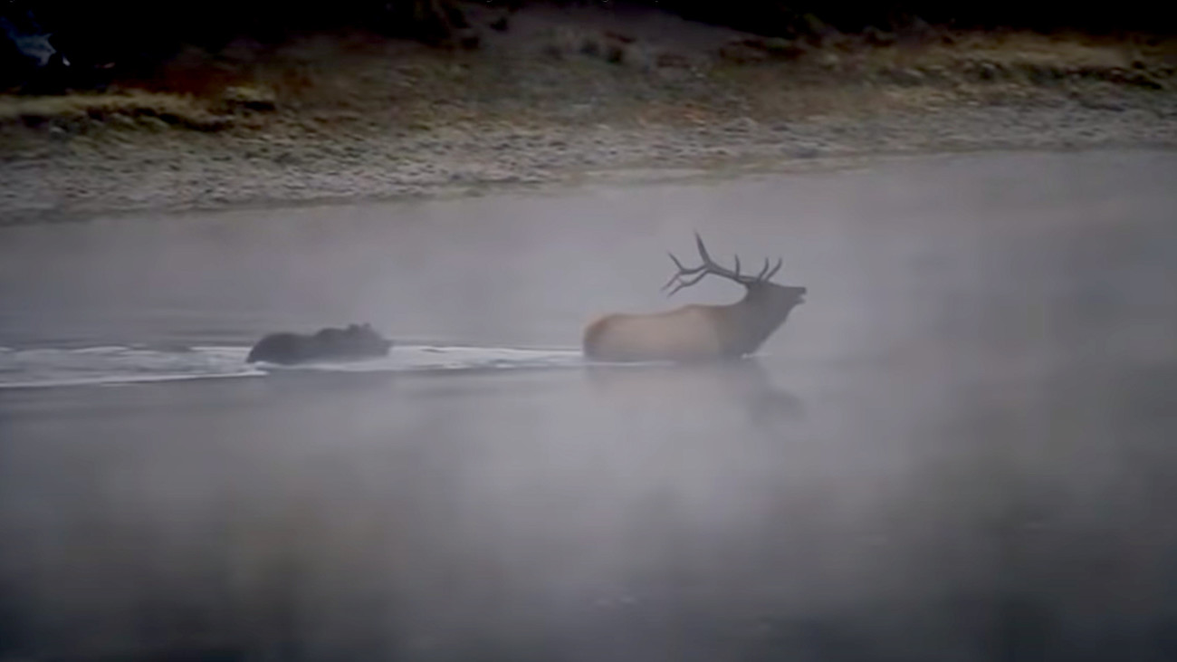 Video: Grizzly Bear Kills Big Bull Elk in River