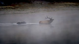 Video: Grizzly Bear Kills Big Bull Elk in River